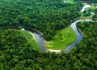 Prodes mostra terceira menor destruição anual da Amazônia desde 1988, com queda de 50% em relação a 2022