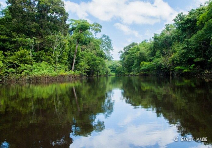 floresta-amazonica-brazil