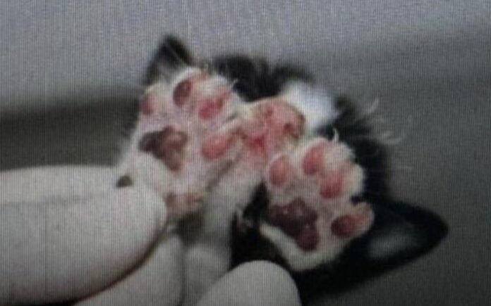eht