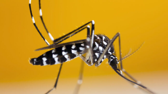 Asian,Tiger,Mosquito,(aedes,Albopictus)