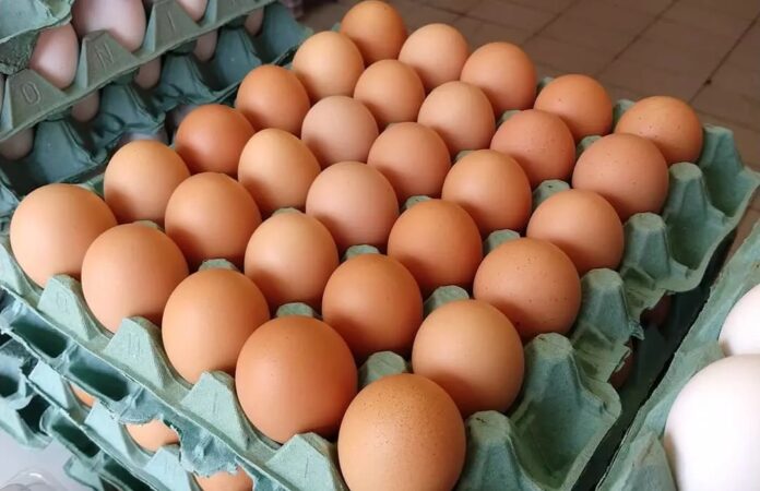 cartela-de-ovos-em-JPG