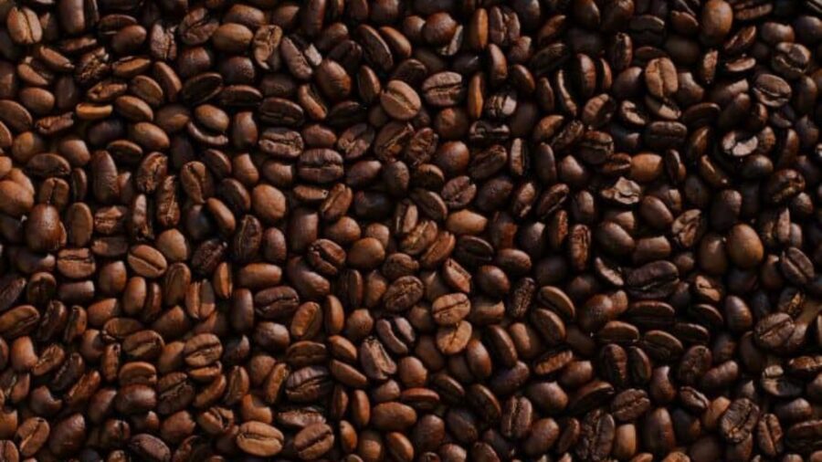 como-plantar-cafe2-1280x720