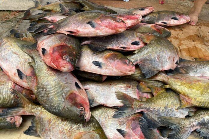 ENTREGA-PEIXES-FEPIAM-01-1536x1020