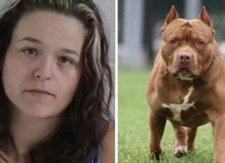 Criança é atacada por pitbull após ser algemada pela própria mãe