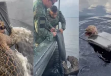 Onça-pintada com mais de 30 projéteis no corpo se recupera e será devolvida à mata de forma segura