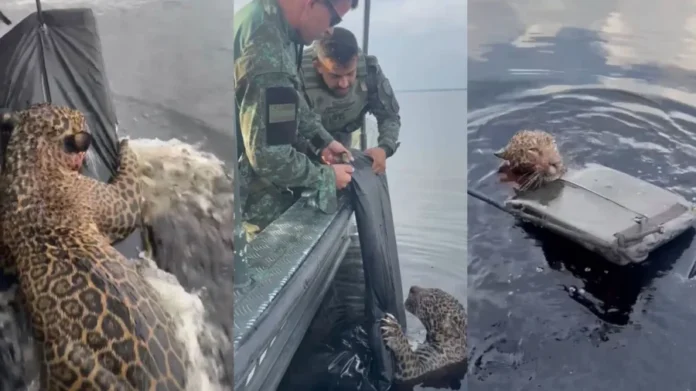 Onca-pintada-e-resgatada-exausta-apos-horas-nadando-no-Rio-Negro