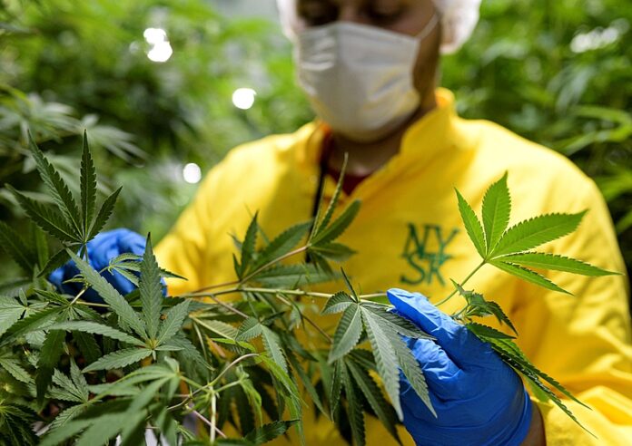 NMACEDONIA-HEALTH-CANNABIS-LAW-DRUGS-NMacedonia-law-drugs