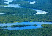 Amazonas tem a menor taxa de desmatamento desde 2017, aponta Prodes