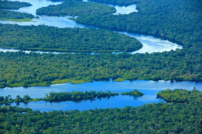 Ipaam_Queda-no-desmatamento_Foto-2-Jose-Narbaes-Arquivo-Ipaam-03-11-2025-1536x1023