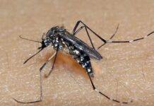 Dia D de combate ao Aedes aegypti acontece neste sábado em todo o país