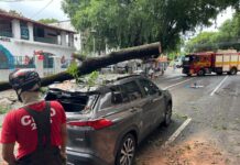 Corpo de Bombeiros desobstrui avenida Ferreira Pena, no Centro, interditada após tronco cair em cima de veículo