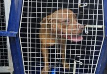 Menino de quatro anos morre após ataque de filhote de pitbull dentro de casa