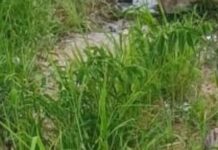 Corpo é encontrado no Puraquequara na Zona Leste de Manaus