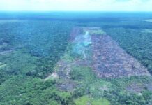 Operação Tamoiotatá 2025: Ipaam aplica R$ 144,7 milhões em multas por crimes ambientais no sul do Amazonas