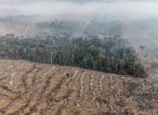 Restauração da Amazônia: 16 iniciativas avançam em edital do ProFloresta+