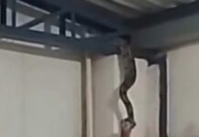 Jiboia é resgatada do telhado de shopping em Manacapuru no Amazonas