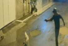 Homem mata cachorro de vizinho a tiros por causa de latidos