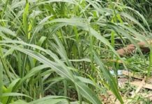 Homem é encontrado morto em área de mata no Distrito Industrial em Manaus