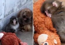 Macaquinho rejeitado se apega a pelúcia e conquista internautas do mundo inteiro
