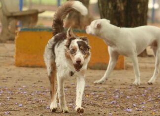 Carnaval expõe animais a riscos de saúde e estresse, alertam veterinários