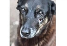 Hospital veterinário municipal Leste em SP passa a funcionar 24 horas