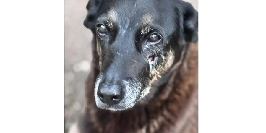 Hospital veterinário municipal Leste em SP passa a funcionar 24 horas