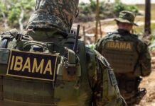 Fiscais do Ibama sofrem emboscada durante operação contra madeira ilegal no Amazonas
