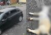 VÍDEO: Motorista atropela cachorro no bairro Tancredo Neves e foge sem prestar socorro