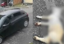 VÍDEO: Motorista atropela cachorro no bairro Tancredo Neves e foge sem prestar socorro