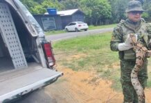 Jiboia de três metros é resgatada dentro de escola na Zona Norte de Manaus