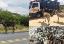 Justiça Federal proíbe abate de jumentos na Bahia por maus-tratos e risco de extinção
