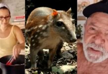 Rara e cara: por que carne de paca feita por Janja para Lula tem alto custo