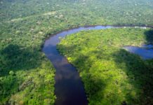 Amazonas reduz desmatamento em 14,6% em 2025, aponta relatório do MapBiomas