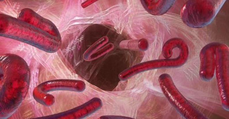 o-que-e-ebola