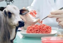 Carne de laboratório: conheça a técnica desenvolvida pela Embrapa