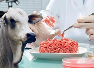Carne de laboratório: conheça a técnica desenvolvida pela Embrapa