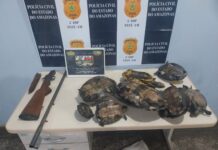 Suspeito é detido em Tefé por crime ambiental após ser flagrado com tracajás e espingarda