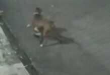 Vídeo que mostra pitbull matando gato causa revolta em moradores da Zona Norte de Manaus