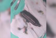 ‘Mula’ tenta enganar policiais ao dizer que engoliu camisinha com doce de leite, e não droga