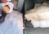 Cerca de 300 kg de entorpecentes são encontrados pela Força Tática na Monte Orebe