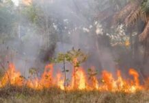 Chamas avançam por área de mata e assustam moradores de Adrianópolis