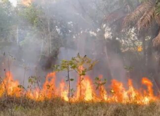 Chamas avançam por área de mata e assustam moradores de Adrianópolis