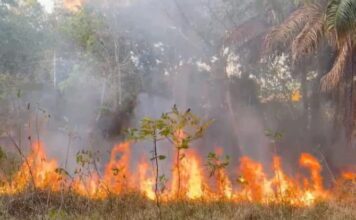 Chamas avançam por área de mata e assustam moradores de Adrianópolis