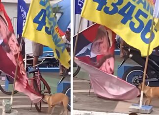 VÍDEO: Cão caramelo rasga bandeira com imagem de Lula e vídeo viraliza na internet