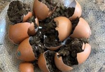 Revista revela “ovos de maconha” entre alimentos levados por visitante