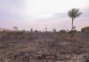 Fogo de grandes proporções consome 700 hectares e é combatido na AM-070, no Amazonas