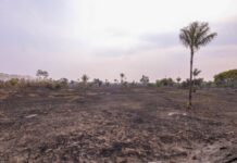 Fogo de grandes proporções consome 700 hectares e é combatido na AM-070, no Amazonas