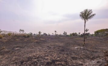 Fogo de grandes proporções consome 700 hectares e é combatido na AM-070, no Amazonas