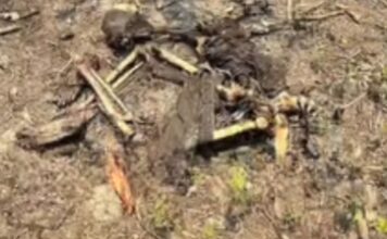 Ossada humana é encontrada amarrada em área de mata de Cacau Pirêra no AM
