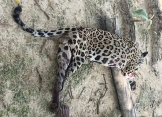 Criança de 8 anos é internada em estado grave após ser atacada por onça no Pará